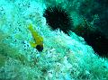 Poisson Tripterygion jaune mâle